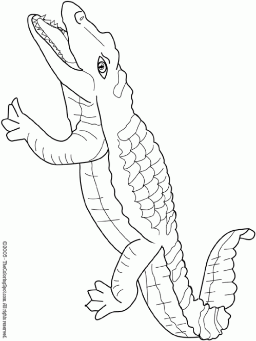 Crocodile-coloring-page-2